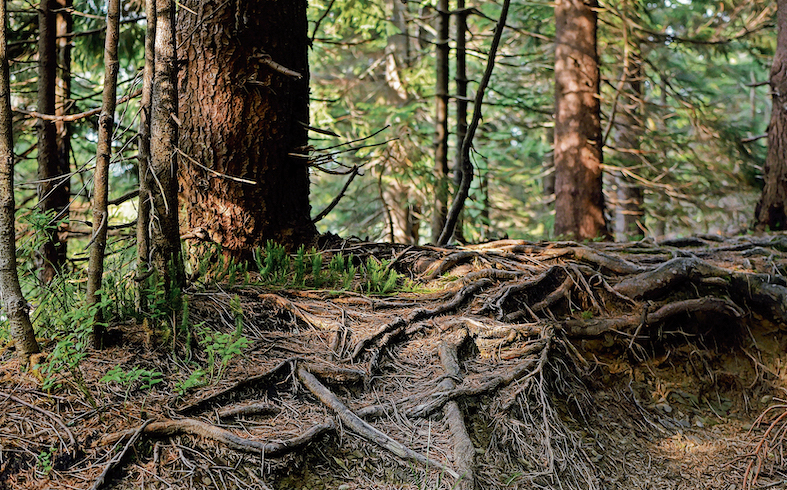 Le radici degli alberi come radici famigliari. (Keystone)
