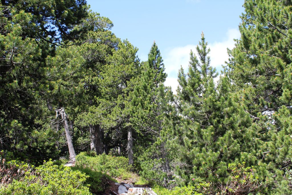 Il Pino cembro è riconoscibile dagli aghi raggruppati a mazzetti da cinque (E. Stampanoni)