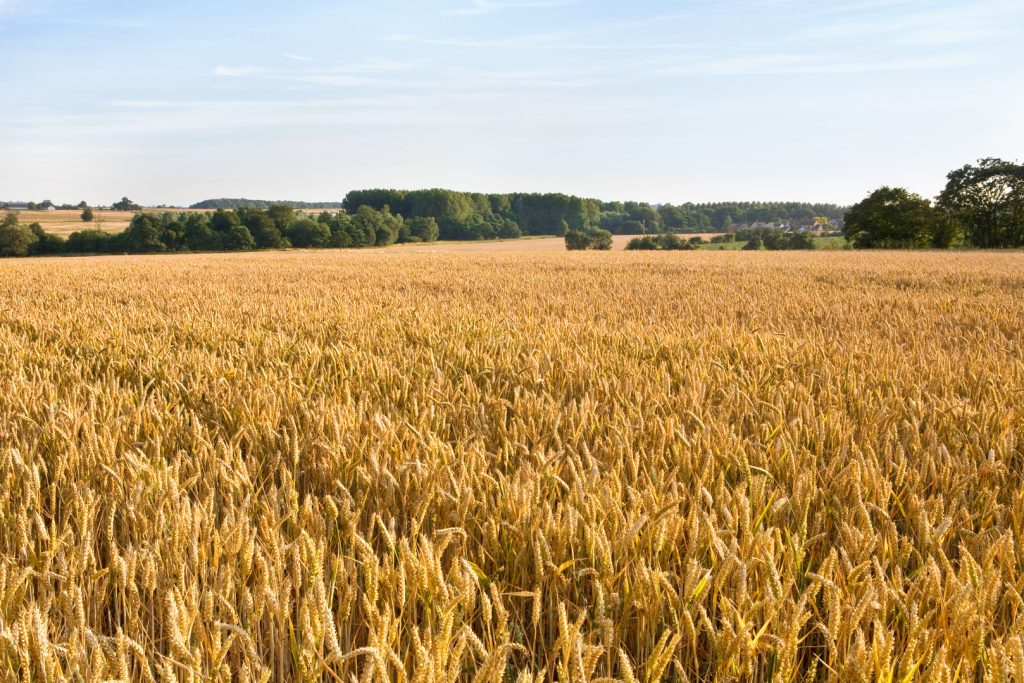 Campo di grano in Francia: gli scioperi nel settore dei trasporti sono uno dei motivi per cui il prezzo è salito (Keystone)