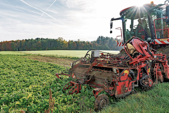 La lavorazione delle barbabietole da zucchero in Svizzera. (Flurina Rothenberger)