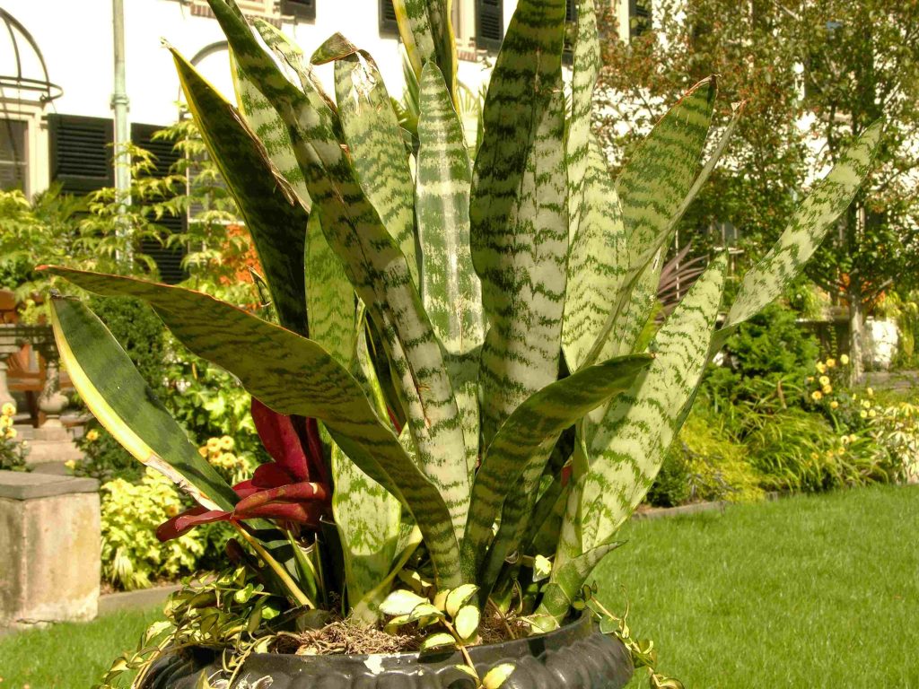 Un esemplare di Sansevieria trifasciata (Derek Ramsey)