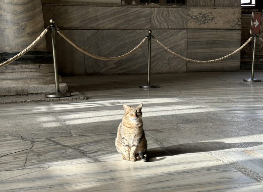 Due dei simboli di Istanbul insieme: un gatto si gode i primi raggi di sole sui pavimenti marmorei di Santa Sofia
