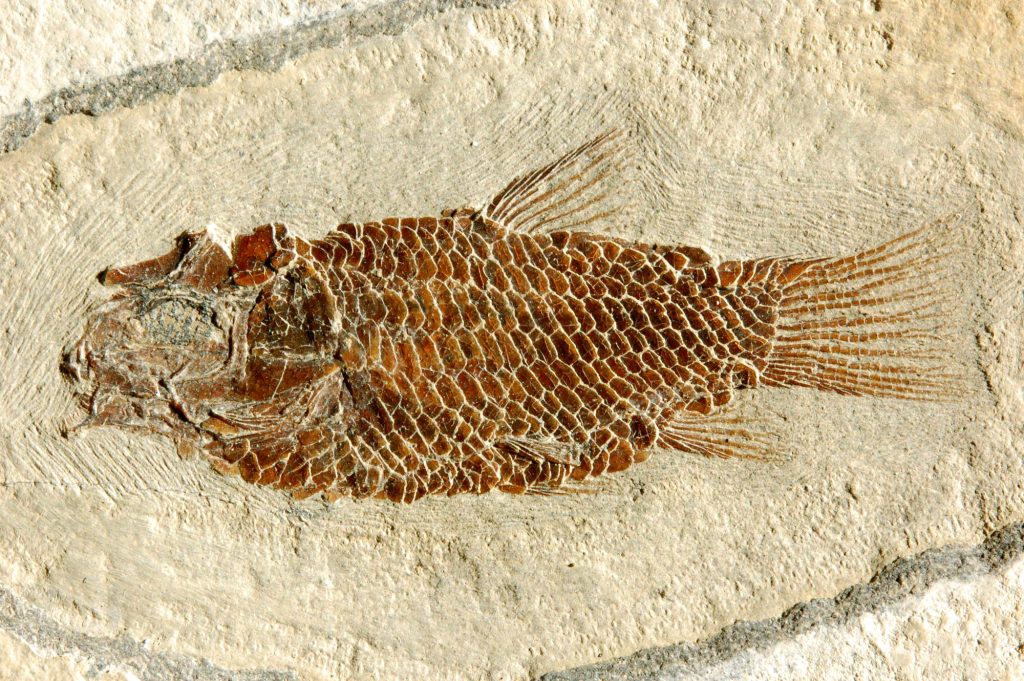 Eosemionotus minutus (MCSN)