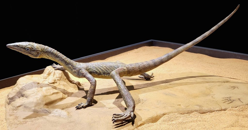 Ricostruzione di Macrocnemus esposta al Museo dei fossili del Monte San Giorgio (FMSG)