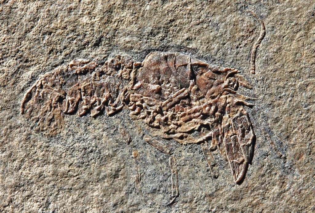 Meridecaris ladinica (MCSN)