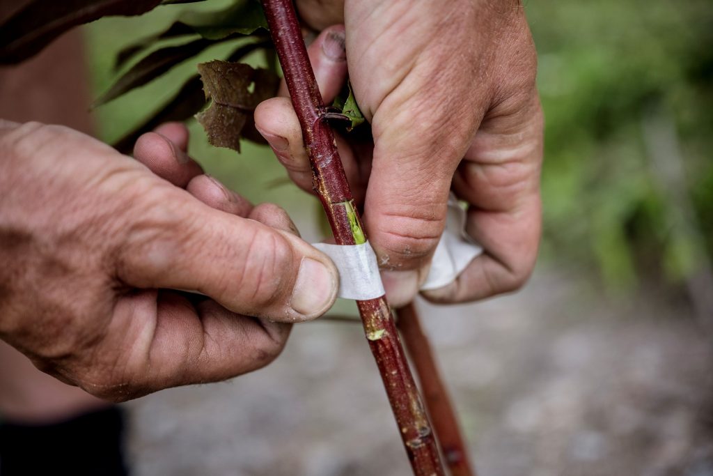 Andi Schmid inserisce una gemma della pianta incrociata nel ramo di un’altra pianta (Daniel Winkler)