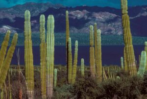 L&rsquo;origine dimenticata della California