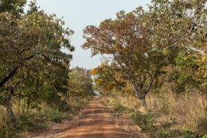 Nel santuario dei grandi elefanti del Ghana